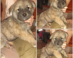 Собаки в Таганроге: Продам щенков Девочка, 2 000 руб. - фото 7