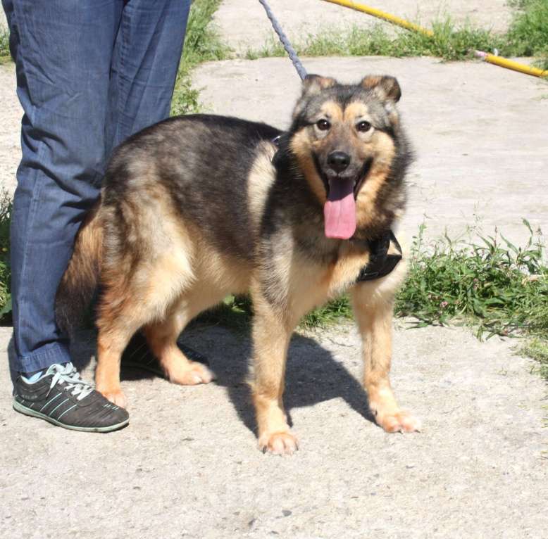 Собаки в Москве: Дружелюбный, доверчивый Тимоша в поисках своей семьи и дома Мальчик, Бесплатно - фото 3