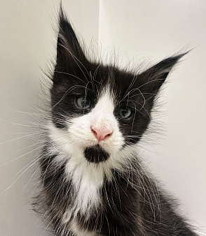 Котята мейн кун