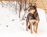 Собаки в Перми: Майра ищет дом Девочка, 1 руб. - фото 3