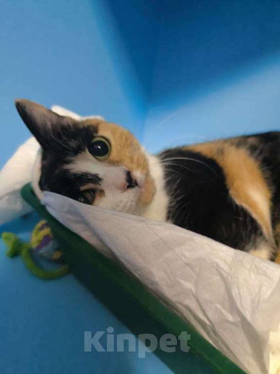 Кошки в Москве: Ласковая трехцветка в добрые руки  Девочка, Бесплатно - фото 4