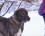 Собаки в Видном: Гюль, метис алабая, 3 года Девочка, Бесплатно - фото 10