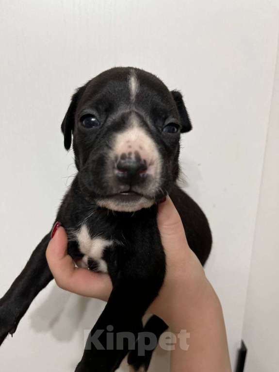 Собаки в Москве: Американские питбультерьеры Мальчик, 20 000 руб. - фото 5