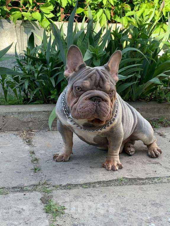 Собаки в других городах Воронежской области: Малыш Бигроп  Мальчик, 200 000 руб. - фото 6