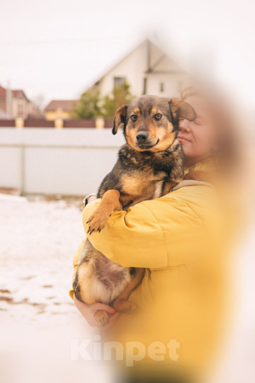 Собаки в Рязани: Небольшой коротколапый пёс Мальчик, Бесплатно - фото 2