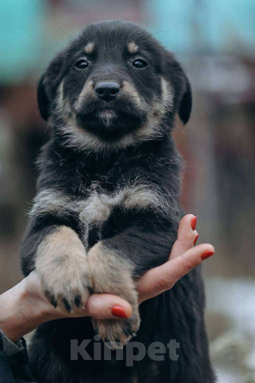 Собаки в Москве: Забава и Софико  Девочка, Бесплатно - фото 8