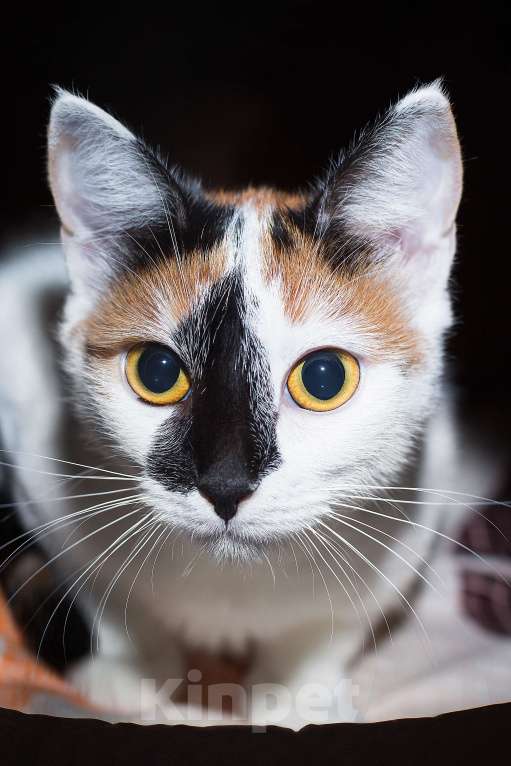 Кошки в Москве: Яркая коська в добрые руки Девочка, Бесплатно - фото 6