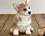 Собаки в Санкт-Петербурге: Щенок вельш корги пемброк Мальчик, Бесплатно - фото 4