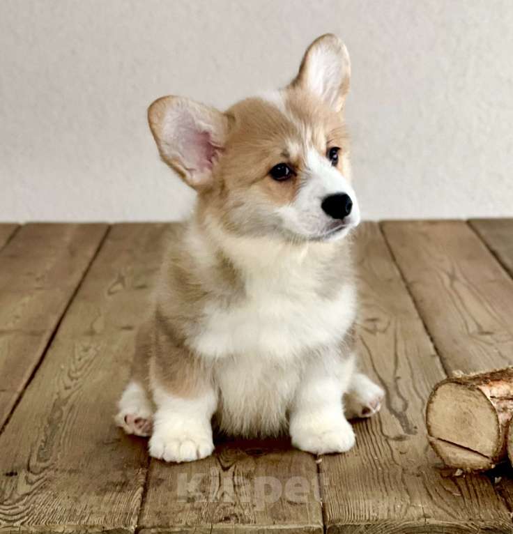 Собаки в Санкт-Петербурге: Щенок вельш корги пемброк Мальчик, Бесплатно - фото 4