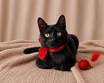 Кошки в Москве: Котёнок-позитив ищет Дом! Мальчик, Бесплатно - фото 3