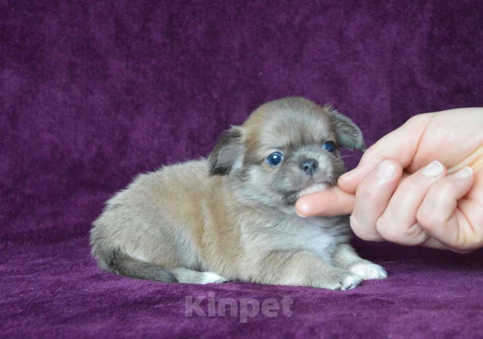 Собаки в Москве: голубопалевая длинношерстная девочка чихуа-хуа Девочка, Бесплатно - фото 2
