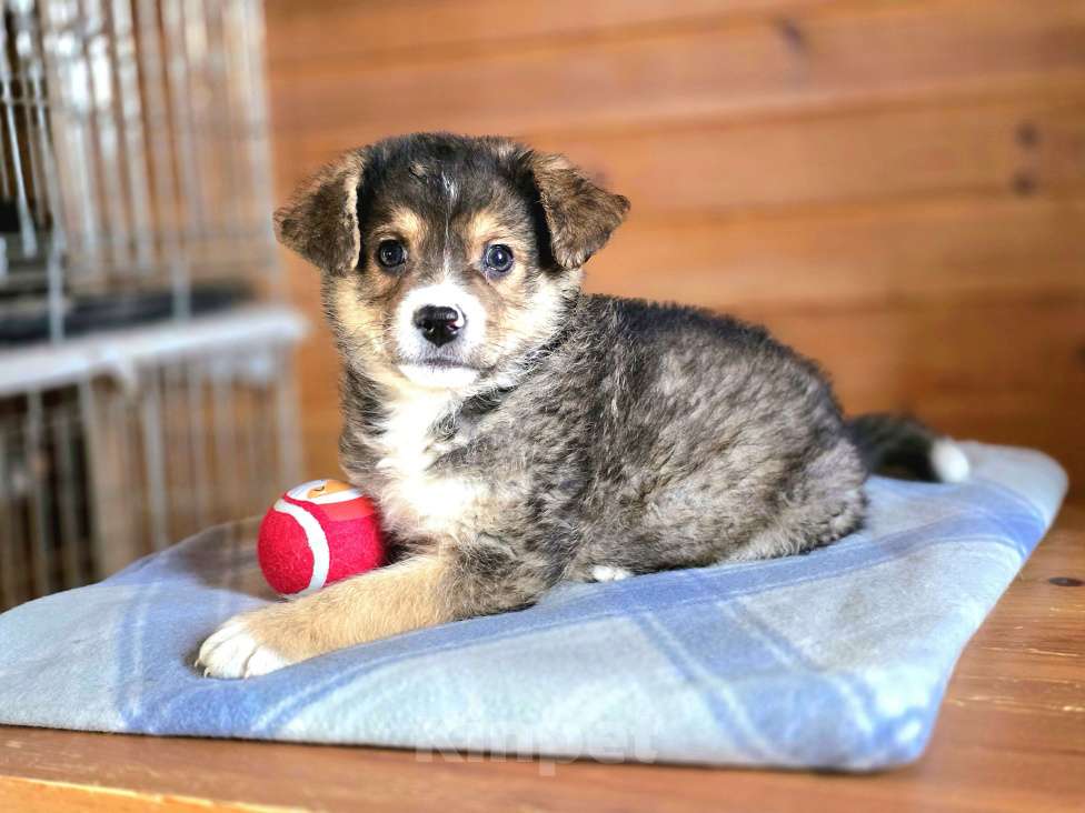 Собаки в Новосибирске: Щенок отчаянно ищет свой дом в Новосибирске Мальчик, Бесплатно - фото 9