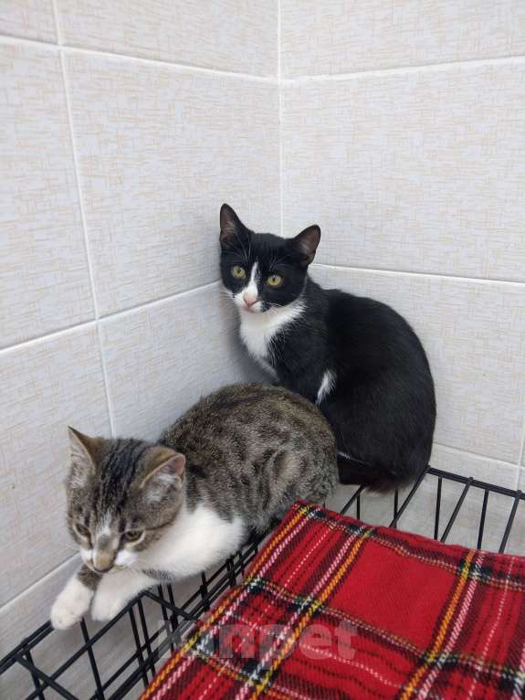 Кошки в Санкт-Петербурге: Черно-белый котенок Байкал хочет обрести семью Мальчик, Бесплатно - фото 3