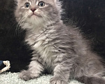 Кошки в Санкт-Петербурге: Сибирский котёнок Девочка, 45 000 руб. - фото 6