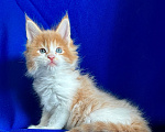 Кошки в Нягани: Котик мейн кун Мальчик, 50 000 руб. - фото 1