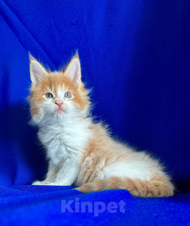 Кошки в Нягани: Котик мейн кун Мальчик, 50 000 руб. - фото 1