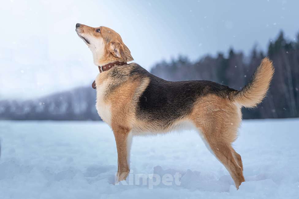 Собаки в Клине: Рэй — резвый пёсик Мальчик, Бесплатно - фото 6