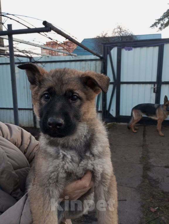 Собаки в Москве: Щенки немецкой овчарки, 3 месяца Девочка, 25 000 руб. - фото 2