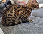 Кошки в Красногорске: Бенгалята Мальчик, 35 000 руб. - фото 9