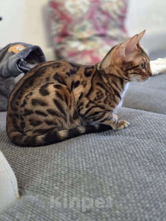 Кошки в Красногорске: Бенгалята Мальчик, 35 000 руб. - фото 9