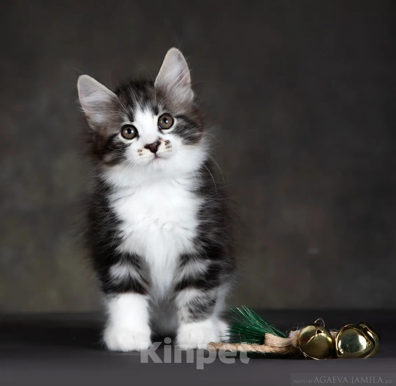 Кошки в других городах Московской области: Котик полудлинношерстный  Мальчик, 60 000 руб. - фото 2