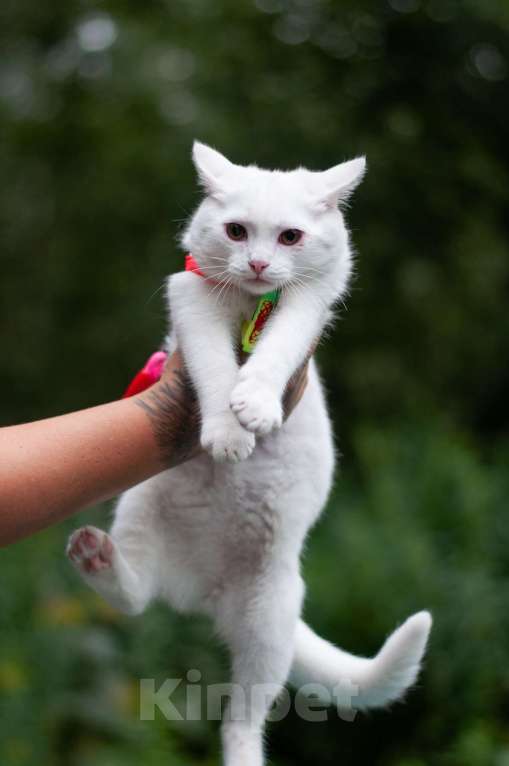 Кошки в Ногинске: Кот Дагестанской родословной ищет постоянную прописку Мальчик, Бесплатно - фото 7