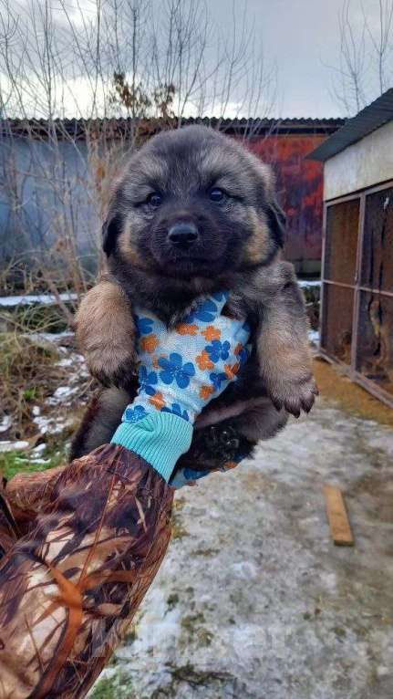 Собаки в Каменске-Шахтинском: Щенок в добрые руки Девочка, Бесплатно - фото 2