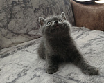 Кошки в Арзамасе: Продаю шотландского прямоухого котика Мальчик, 5 000 руб. - фото 6