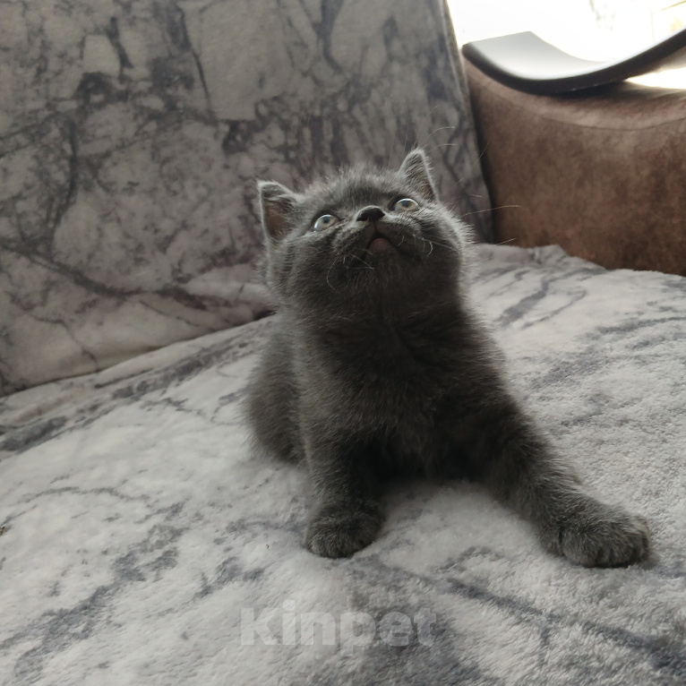 Кошки в Арзамасе: Продаю шотландского прямоухого котика Мальчик, 5 000 руб. - фото 6