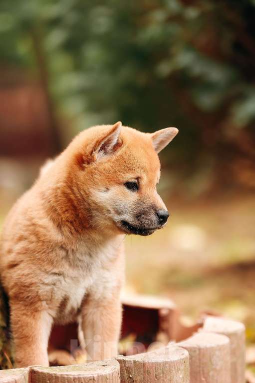 Собаки в Москве: Щенок девочка Сиба-ину ласковая и нежная Девочка, 65 000 руб. - фото 5