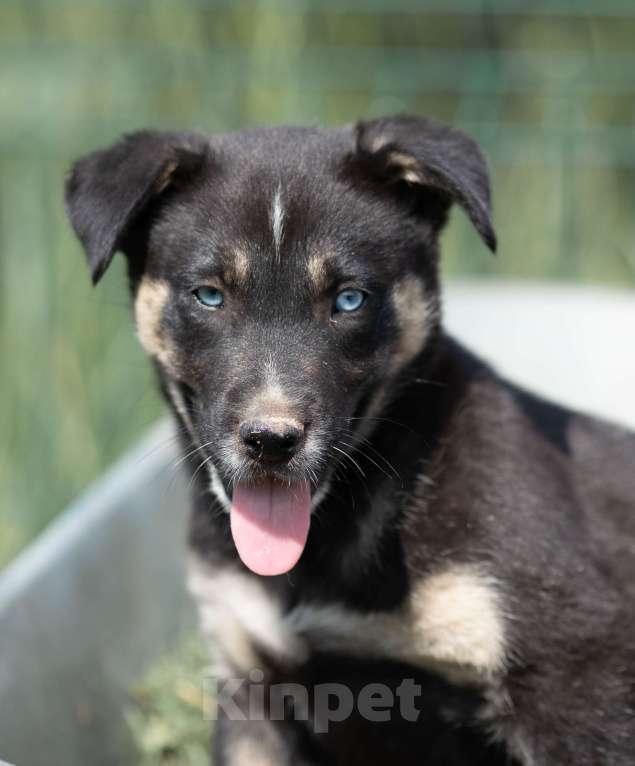 Собаки в Москве: Малу. Щенок метис хаски Девочка, Бесплатно - фото 2