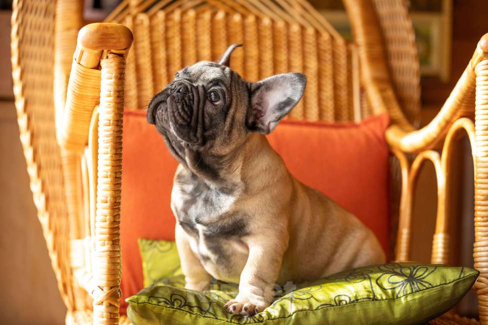 Собаки в Ярославле: Продается мальчик французский бульдог, привит, проклеймен,документы РКФ Мальчик, 50 000 руб. - фото 1