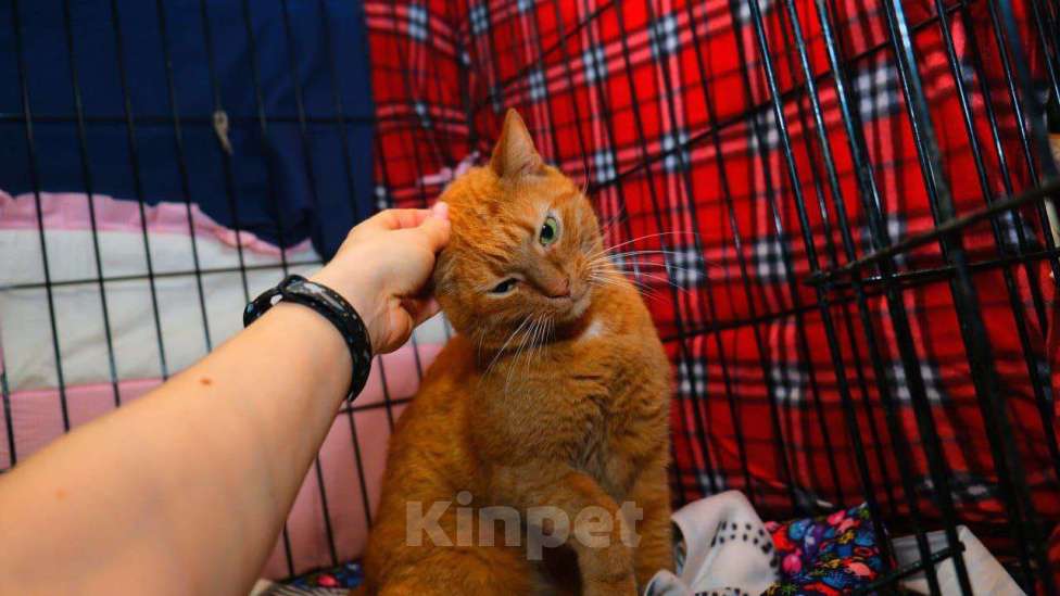 Кошки в Москве: Золотой котик ищет дом Мальчик, 1 руб. - фото 3