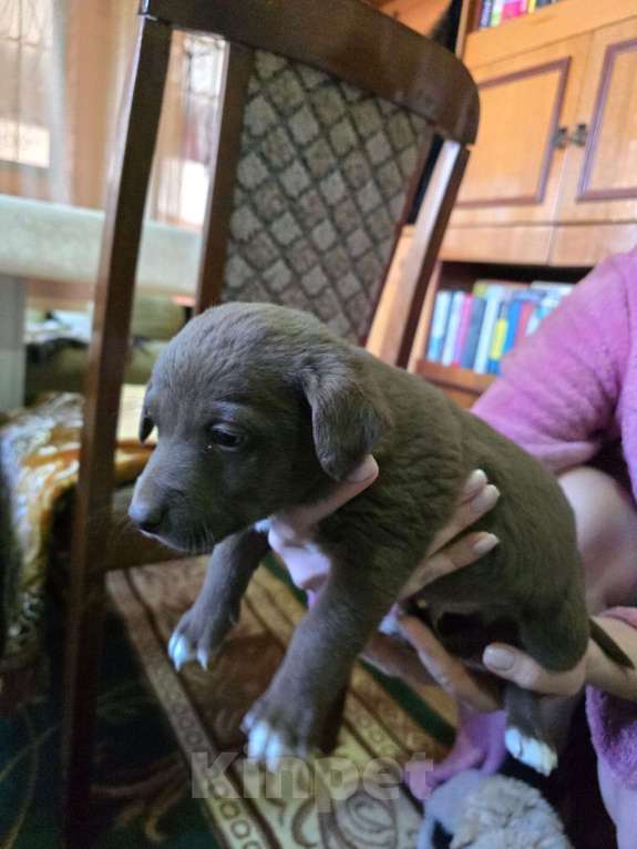 Собаки в Курганинске: Отдам в добрые руки щенков Девочка, Бесплатно - фото 3
