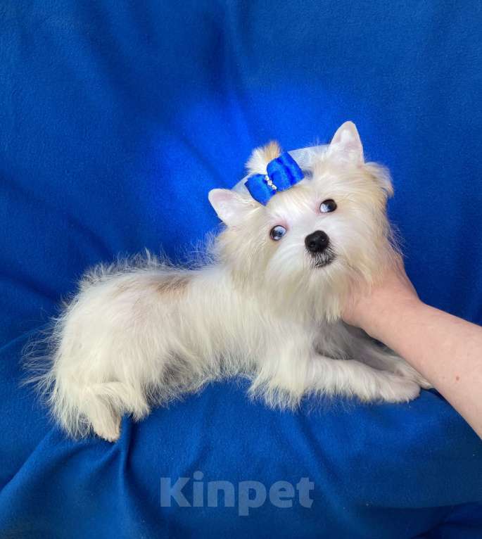 Собаки в Москве: Эксклюзивный белый йорк с голубыми глазами девочка Девочка, 130 000 руб. - фото 6