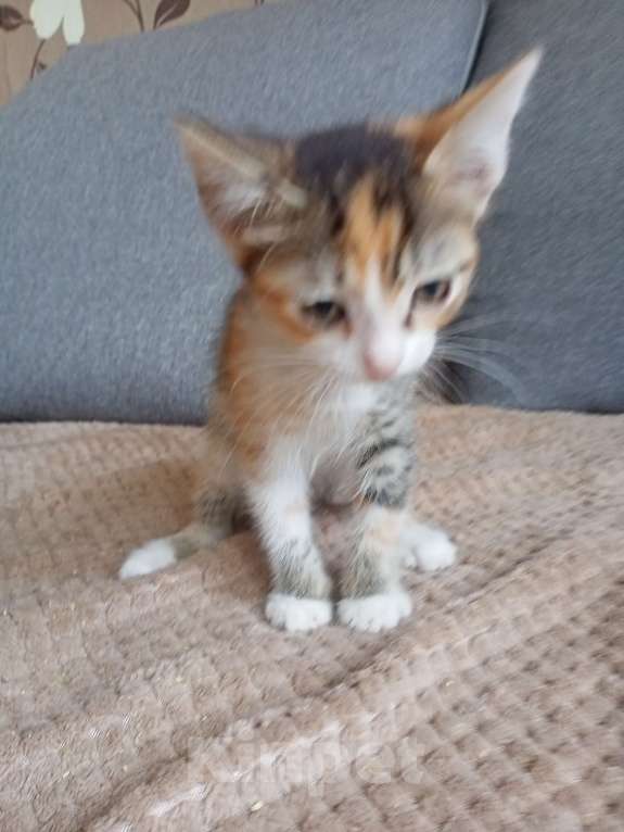 Кошки в Тольятти: Котята  Девочка, 1 руб. - фото 9