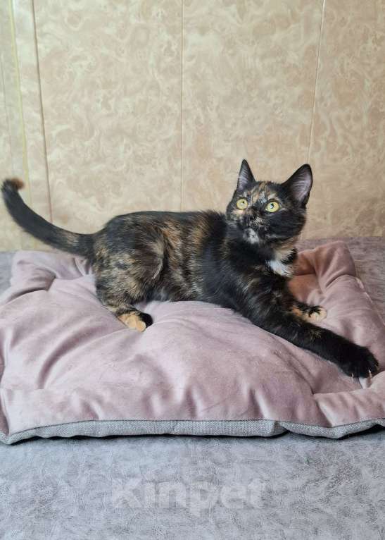 Кошки в Москве: Котёнок Торти в добрые руки  Девочка, Бесплатно - фото 9