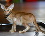 Кошки в Подольске: Котята Ориенталы Мальчик, Бесплатно - фото 3