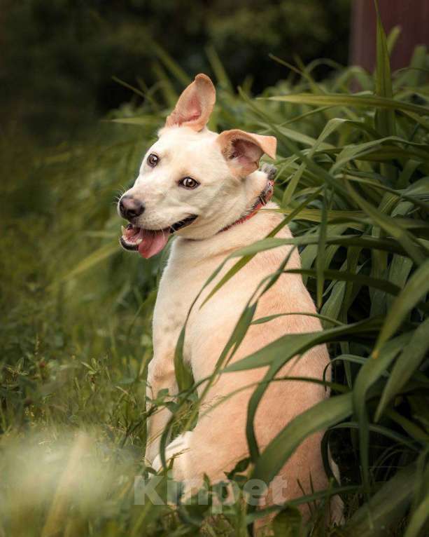 Собаки в других городах Московской области: Снежка так ждет семью! Девочка, Бесплатно - фото 5
