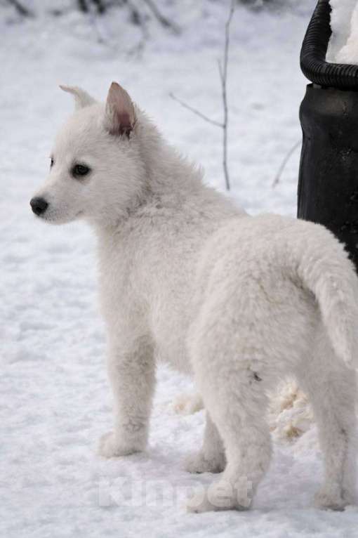 Собаки в Лосином-Петровском: КрИсталл якутенок ппбж Девочка, Бесплатно - фото 3