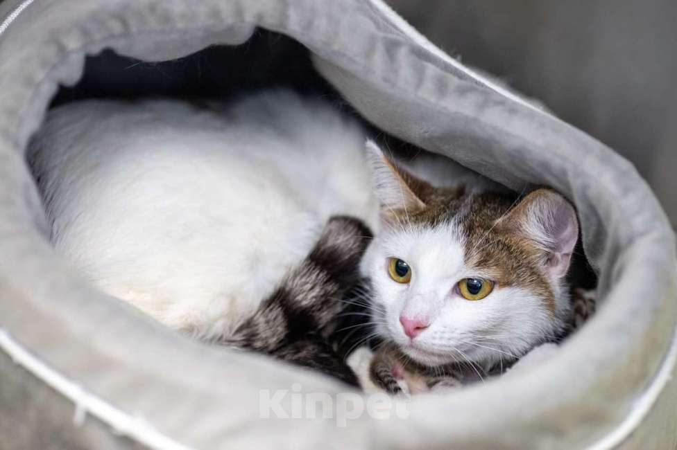 Кошки в Москве: Морошка Девочка, Бесплатно - фото 5