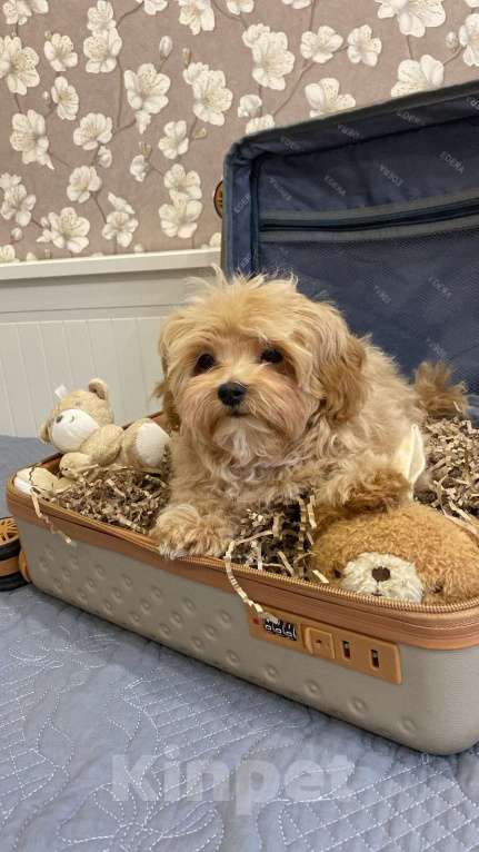 Собаки в Москве: Мальчик мальтипу мини Мальчик, Бесплатно - фото 2