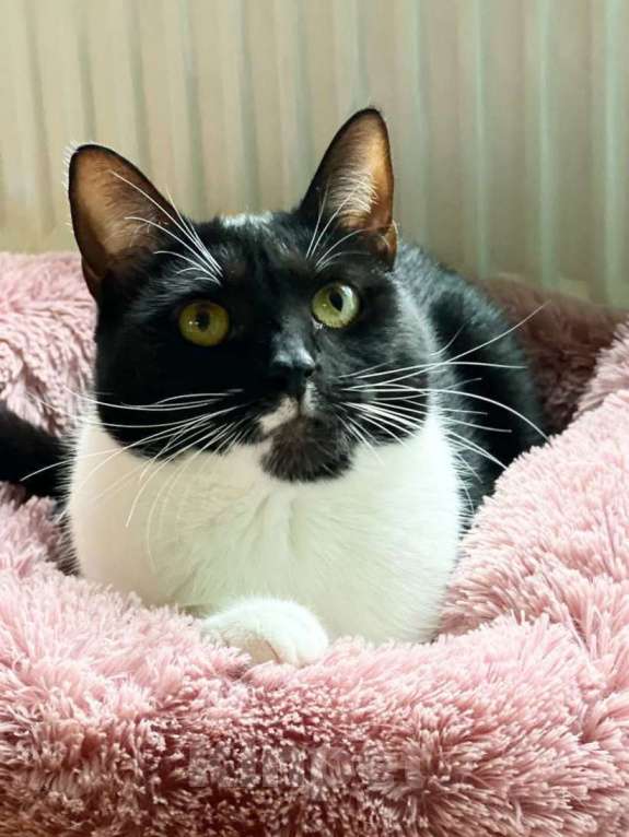 Кошки в Москве: Путь к её сердцу лежит через  Девочка, Бесплатно - фото 5