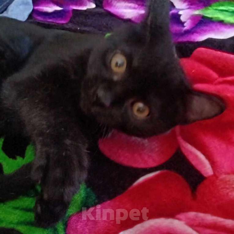 Кошки в Прокопьевске: Отдам в добрые руки Мальчик, Бесплатно - фото 3