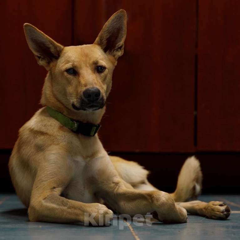 Собаки в Москве: Ника Девочка, Бесплатно - фото 2