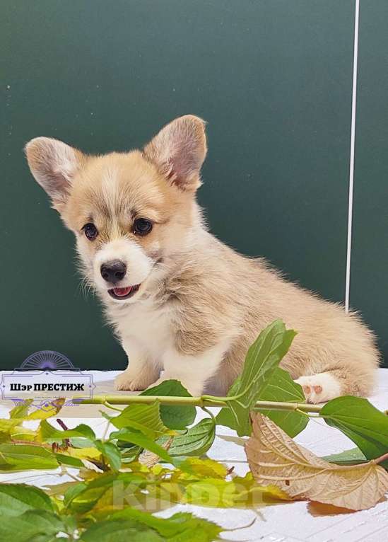 Собаки в Москве: Мальчик вельш корги пемброк  Мальчик, 75 000 руб. - фото 3