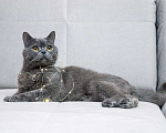 Кошки в Москве: Ищет дом молодой британский котик Оксфорд Мальчик, Бесплатно - фото 3