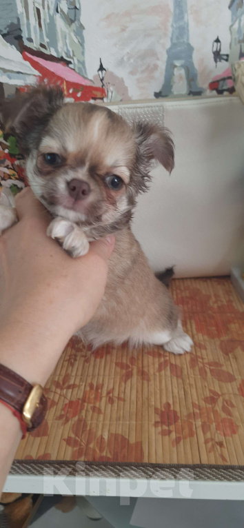 Собаки в Москве: Оыженький мальчик чихуахуа Мальчик, 25 000 руб. - фото 3