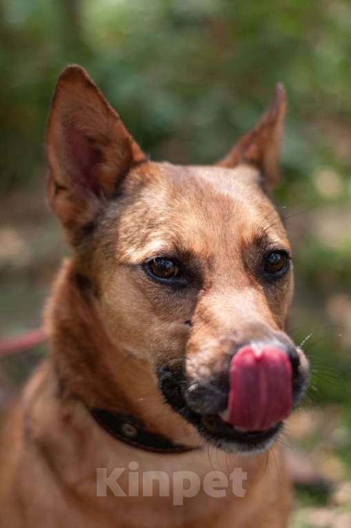 Собаки в Ногинске: Кеша - непоседливый хвост, всегда_вкусняшку_чующий нос! Мальчик, Бесплатно - фото 4
