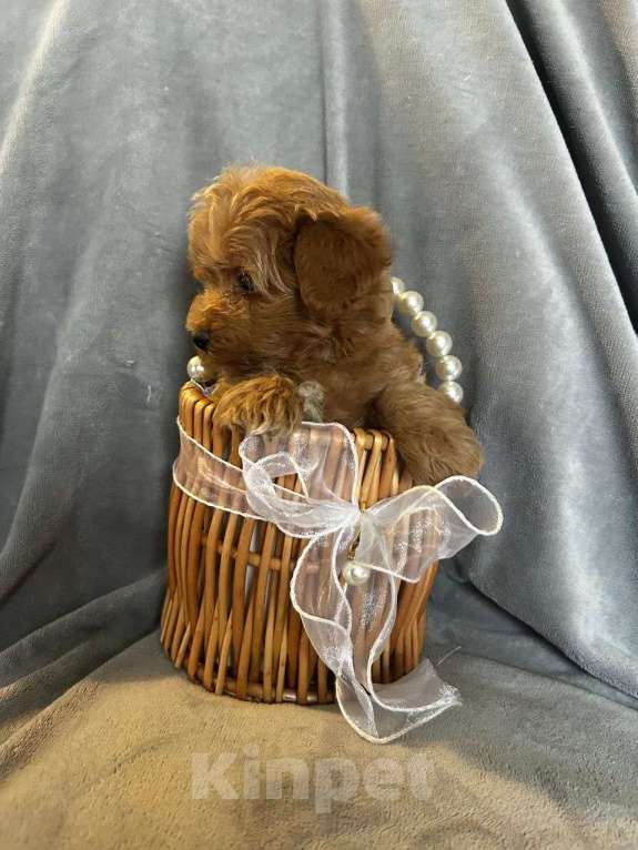 Собаки в Москве: Мультипул ф-1 мини Мальчик, 130 000 руб. - фото 2